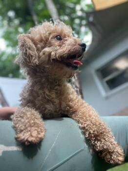 Goldy -  Poodle Dog for Adoption in Pompano Beach, Florida - Goldy | PetCurious