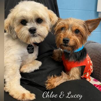 Chloe -  Lhasa Apso Dog for Adoption in Fredericksburg, Virginia - Chloe | PetCurious