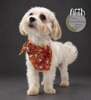 Arth -  Maltese Dog for Adoption in Benton, Louisiana - Arth | PetCurious