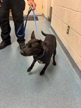 VELVET THUNDER -  Mixed Breed Dog for Adoption in West Palm Beach, Florida - VELVET THUNDER | PetCurious