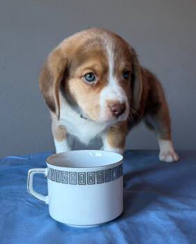 Oolong - fostered in Omaha -  Beagle and Australian Shepherd Dog for Adoption in Overland Park, Kansas - Oolong - Fostered In Omaha | PetCurious