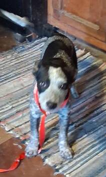 Jo -  Australian Cattle Dog Blue Heeler and Rat Terrier Dog for Adoption in Mcconnelsville, Ohio - Jo | PetCurious