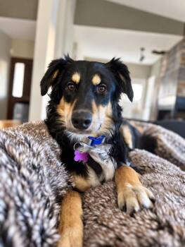 Boop (Buddy) -  German Shepherd Dog Dog for Adoption in Calgary, Alberta - Boop (Buddy) | PetCurious