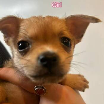 Chihuahua and Mixed Breed Dogs Available for Adoption in Bend, Oregon - Rosie | PetCurious