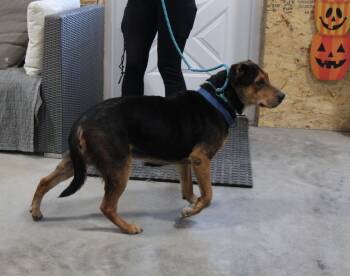 Shepherd and Hound Dogs Available for Adoption - Cooper | PetCurious