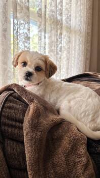 Nala -  Shih Tzu and Bichon Frise Dog for Adoption in Union Grove, Wisconsin - Nala | PetCurious