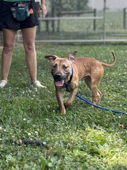 Baxter -  Mixed Breed Dog for Adoption in Myerstown, Pennsylvania - Baxter | PetCurious