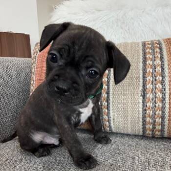 Chihuahua Dogs Available for Adoption - Tigger | PetCurious