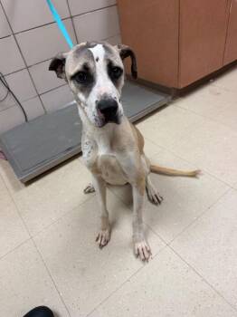 Gwen -  Mixed Breed Dog for Adoption in Bossier City, Louisiana - Gwen | PetCurious