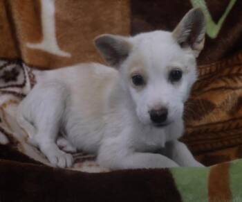 Tig -  Shepherd Dog for Adoption in Thief River Falls, Minnesota - Tig | PetCurious