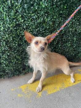 Chihuahua and Mixed Breed Dogs Available for Adoption in El Paso, Texas - 60986836 | PetCurious