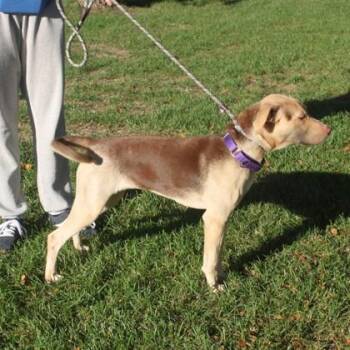 Moxie -  Hound and Mixed Breed Dog for Adoption in Elk Grove Village, Illinois - Moxie | PetCurious