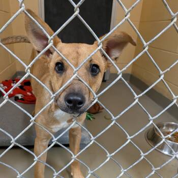 Rescue Mixed Breed Dogs for Adoption in Fairfax Station, Virginia - Eddy | PetCurious