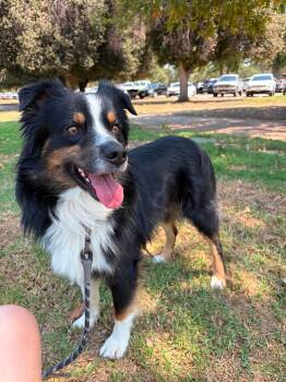 Timber -  Australian Shepherd Dog for Adoption in Orange, California - Timber | PetCurious