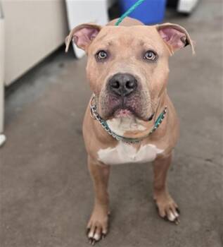 Mixed Breed Dogs Available for Adoption in Dallas, Texas - ZEUS | PetCurious