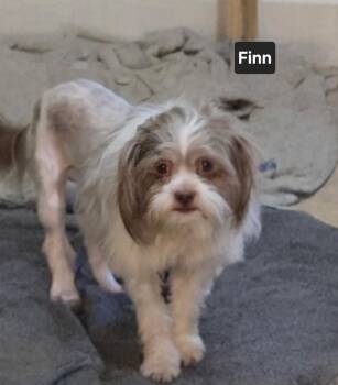 Finn -  Shih Tzu and Havanese Dog for Adoption in Suffolk, Virginia - Finn | PetCurious