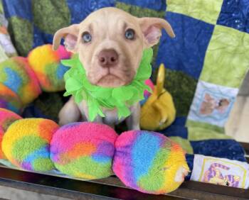 Duke -  Labrador Retriever and German Shepherd Dog Dog for Adoption - Duke | PetCurious