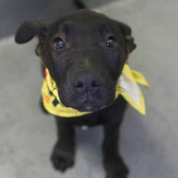 Labrador Retriever Dogs Available for Adoption - SWEET PEA | PetCurious
