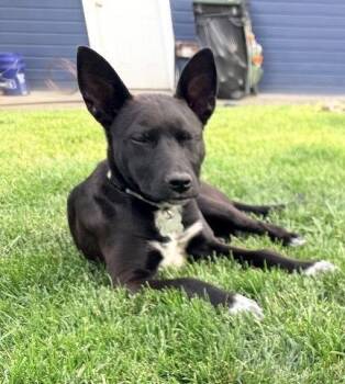 Cilantro -  Terrier Dog for Adoption in Rathdrum, Idaho - Cilantro | PetCurious
