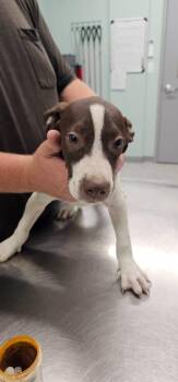 Catelyn -  Terrier Dog for Adoption in Athens, Tennessee - Catelyn | PetCurious