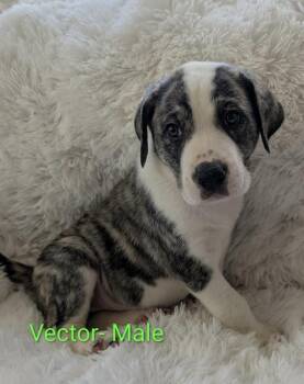 Vector -  Great Pyrenees Dog for Adoption in Cheektowaga, New York - Vector | PetCurious