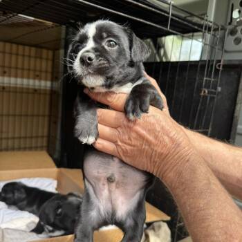 Mixed Breed Dogs Available for Adoption in Peachtree City, Georgia - Titus | PetCurious