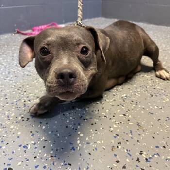 TUSC-Stray-84793 -  Pit Bull Terrier and Mixed Breed Dog for Adoption in Tuscaloosa, Alabama - TUSC-Stray-84793 | PetCurious