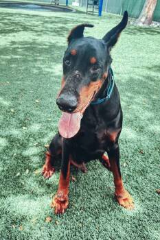 Doberman Pinscher Dogs Available for Adoption in Oakland Park, Florida - Jax 3575 | PetCurious