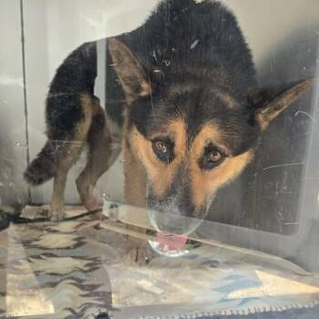 Fritz -  German Shepherd Dog and Mixed Breed Dog for Adoption in Bristol, Indiana - Fritz | PetCurious