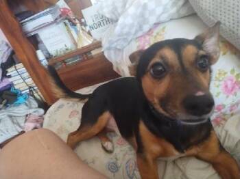 Rescue Chihuahua and Rat Terrier Dogs for Adoption in Royalton, Vermont - Milo | PetCurious