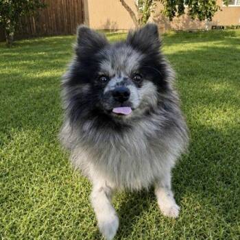 Kenny -  Pomeranian Dog for Adoption in Coachella, California - Kenny | PetCurious