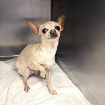 Hachi -  Chihuahua Dog for Adoption in Northbrook, Illinois - Hachi | PetCurious