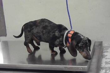 Dachshund Dogs Available for Adoption in Pearland, Texas - Link | PetCurious