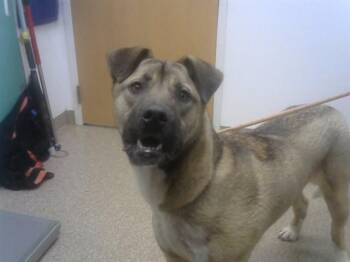 German Shepherd Dog and Akita Dogs Available for Adoption - LUKE | PetCurious