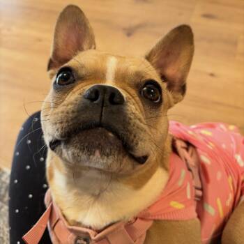 Cucumber -  French Bulldog and Boston Terrier Dog for Adoption in Lynchburg, Virginia - Cucumber | PetCurious