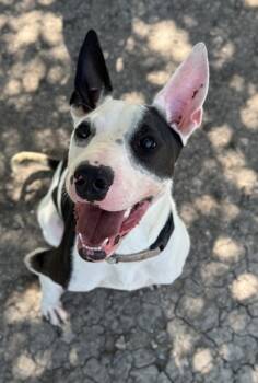 Rescue Terrier and Mixed Breed Dogs for Adoption in San Antonio, Texas - Patricia | PetCurious