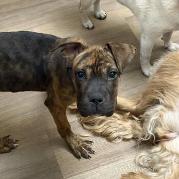 Moxie -  Boxer and Mixed Breed Dog for Adoption in Buffalo, Minnesota - Moxie | PetCurious