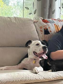 Rescue Pit Bull Terrier Dogs for Adoption in Greenwich, Ohio - Calliope | PetCurious