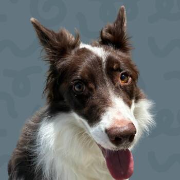 Sarah -  Border Collie Dog for Adoption in Reno, Nevada - Sarah | PetCurious