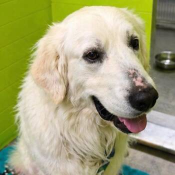 Great Pyrenees Dogs Available for Adoption in San Jacinto, California - Chopper | PetCurious