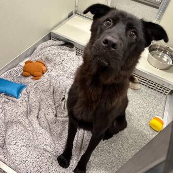 Raven -  Mixed Breed Dog for Adoption in Oak Brook, Illinois - Raven | PetCurious
