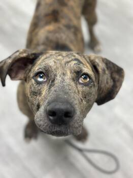 Rescue Catahoula Leopard Dog and Plott Hound Dogs for Adoption in Suffield, Connecticut - Merida | PetCurious