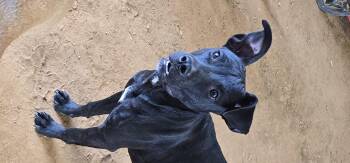 Rescue Terrier and Labrador Retriever Dogs for Adoption in Cullman, Alabama - Lily | PetCurious