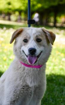 Pit Bull Terrier and Cocker Spaniel Dogs Available for Adoption in Yakima, Washington - Robin | PetCurious
