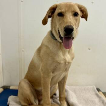 Capri -  Mixed Breed Dog for Adoption in Rocky Mount, Virginia - Capri | PetCurious