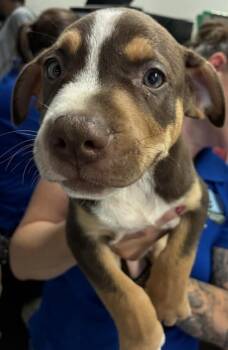Butch -  Labrador Retriever and Mixed Breed Dog for Adoption in Gainesville, Florida - Butch | PetCurious
