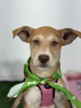 Georgia-One of our Amazing Rescue Dogs -  Border Terrier and Labrador Retriever Dog for Adoption in Carlsbad, California - Georgia-One Of Our Amazing Rescue Dogs | PetCurious