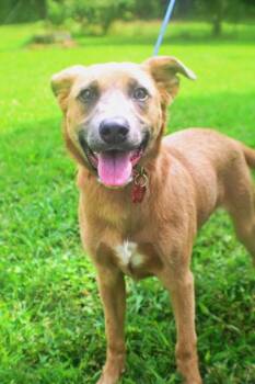 Rex -  Clumber Spaniel and Mixed Breed Dog for Adoption in Morton Grove, Illinois - Rex | PetCurious