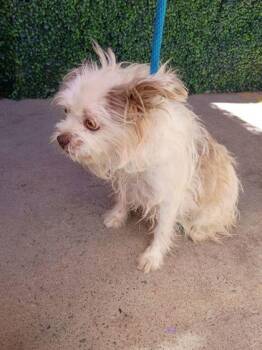 61225251 -  Mixed Breed Dog for Adoption in El Paso, Texas - 61225251 | PetCurious