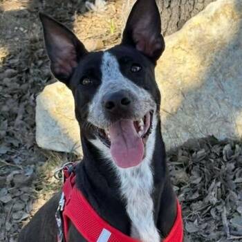 Australian Cattle Dog Blue Heeler Dogs Available for Adoption in Center Point, Texas - Jester | PetCurious